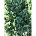 Green fast grow Vegetable seedlings russia rapeseeds price